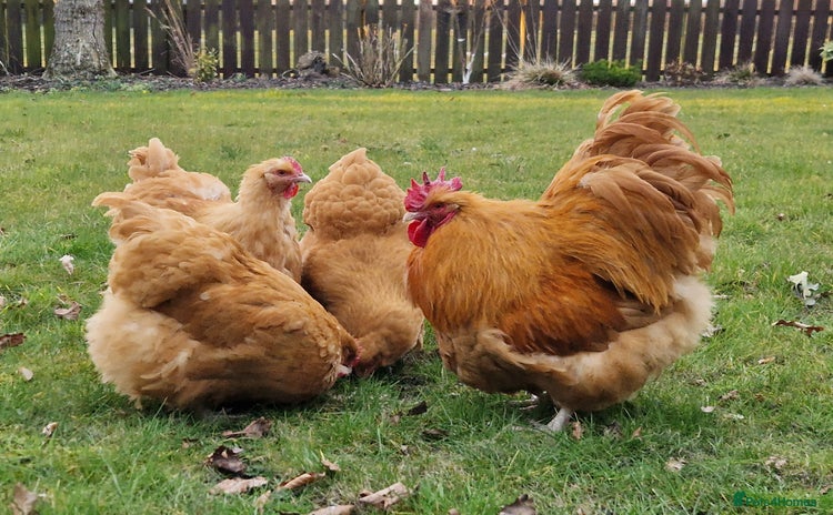 Chickens poultry - Advert 13