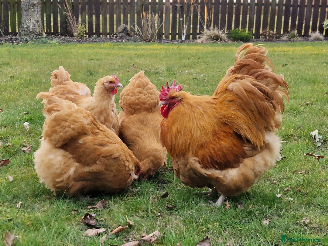 Chickens poultry for sale: Buff Orpington hatching eggs large fowl - Image 1