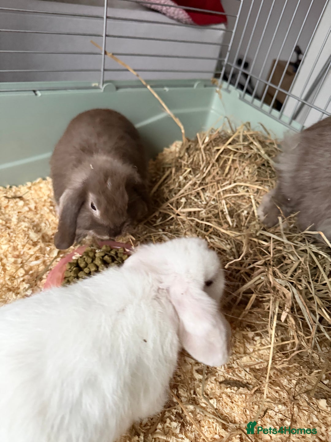 French Lop rabbits for sale: Beautiful French lops available - Advert 13
