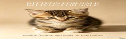 Domestic Shorthair cats for sale: Kittens for sale  in Nottingham - Advert 6