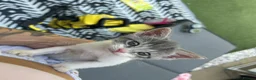 Mixed Breed cats for sale: 2 beautiful baby’s  in Steyning - Advert 13