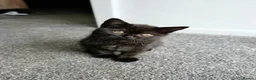 British Shorthair cats for sale: GCCF registered Black British Shorthair Kitten - Advert 4