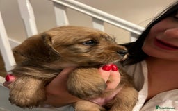Mixed Breed dogs for sale: Meet our Beautiful Little Frockers ! - Image 3