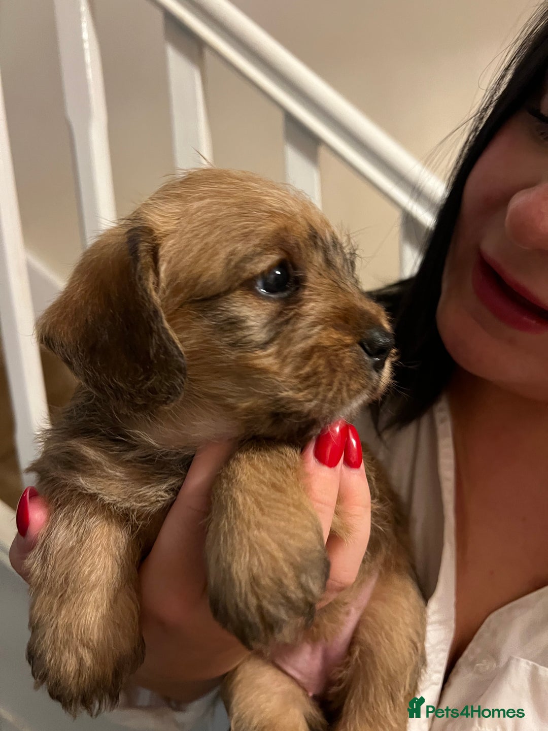 Mixed Breed dogs for sale: Meet our Beautiful Little Frockers ! - Image 3