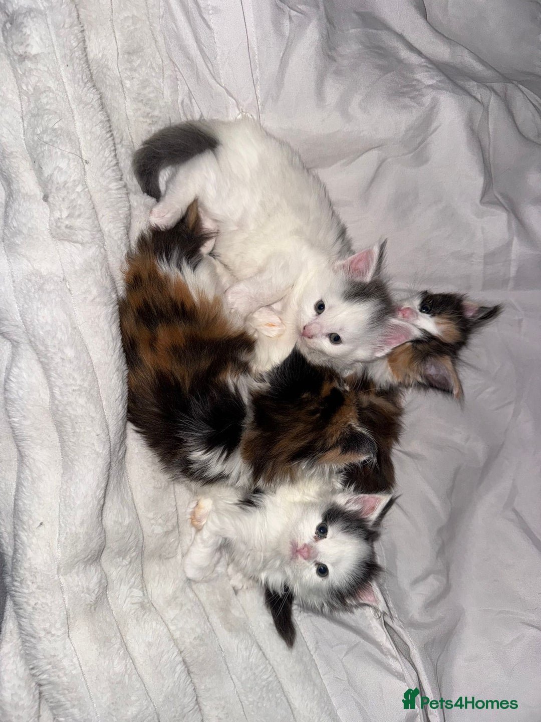 Maine Coon cats for sale: Adorable Maine coon kittens - Advert 13