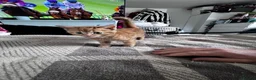 Mixed Breed cats for sale: Rare full ginger female and 2 handsome tabby boys in Hereford - Advert 12