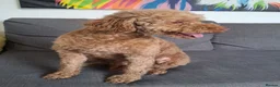 Miniature Poodle dogs for stud:  Miniature Poodle Stud Available - Advert 5
