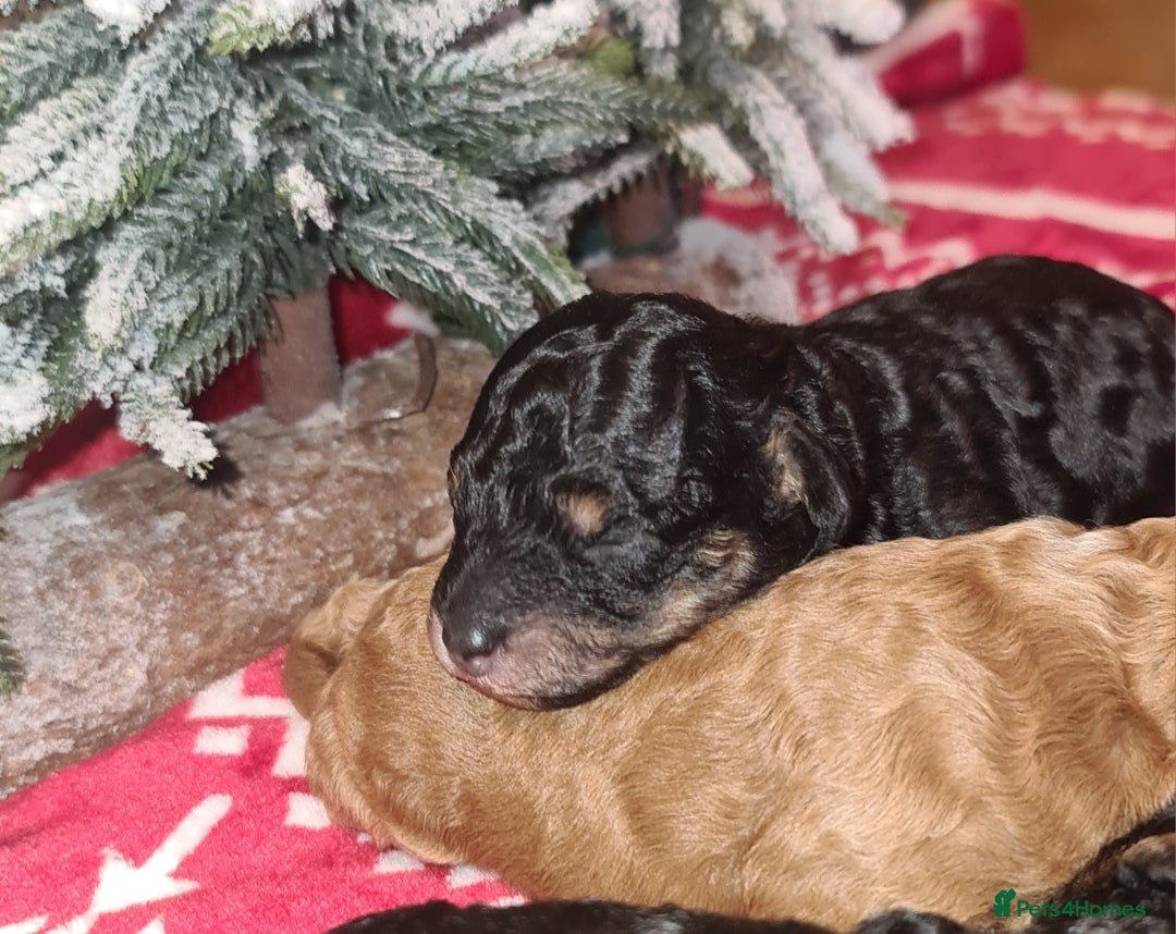 Toy Poodle dogs for sale: Beautiful Red & Phantom Toy Poodle's! KCregistered - Advert 8