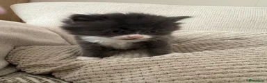 Mixed Breed Kitten 1