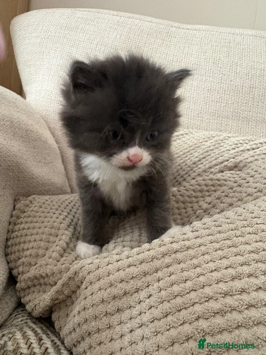 Mixed Breed cats for sale: Kittens  in Littlehampton - Advert 6