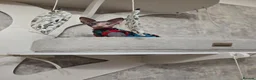 Sphynx cats for sale: Amazing blue eye sphynx program DBE TICA &GCCF  in London - Advert 9