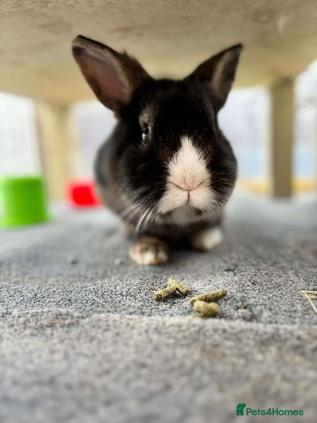 Lionhead rabbits for sale: Puffin - vaccinated & castrated  - Advert 5