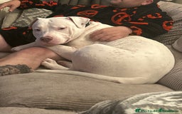 American Bull Staffy dogs for sale: American bull staffy & American bulldog hybrid  - Image 2