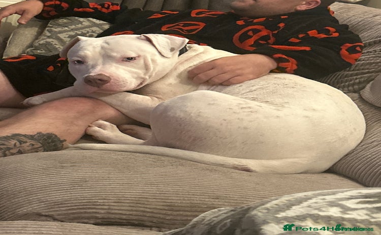 American Bull Staffy dogs - Advert 4