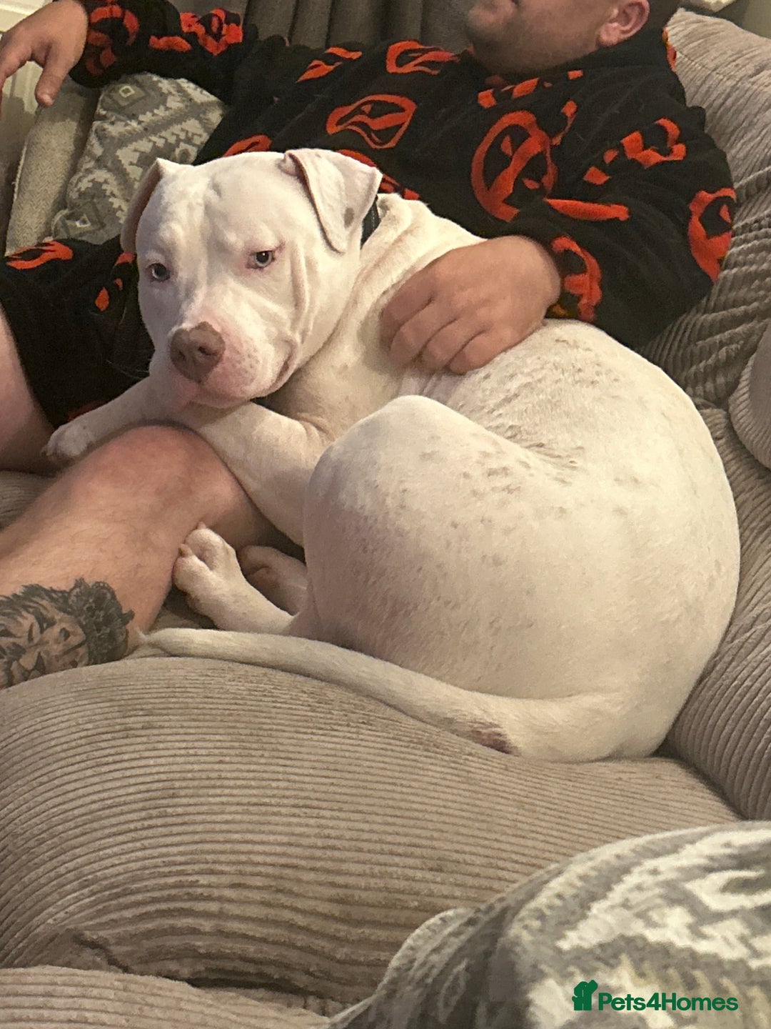 American Bull Staffy dogs for sale: American bull staffy & American bulldog hybrid  - Image 2