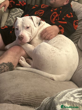 American Bull Staffy dogs - Advert 6