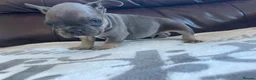 French Bulldog dogs for sale: French bulldog 🐶  - Advert 15