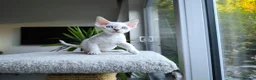 Devon Rex cats for sale: Devon Rex point💙blue eyes💙 - Advert 11