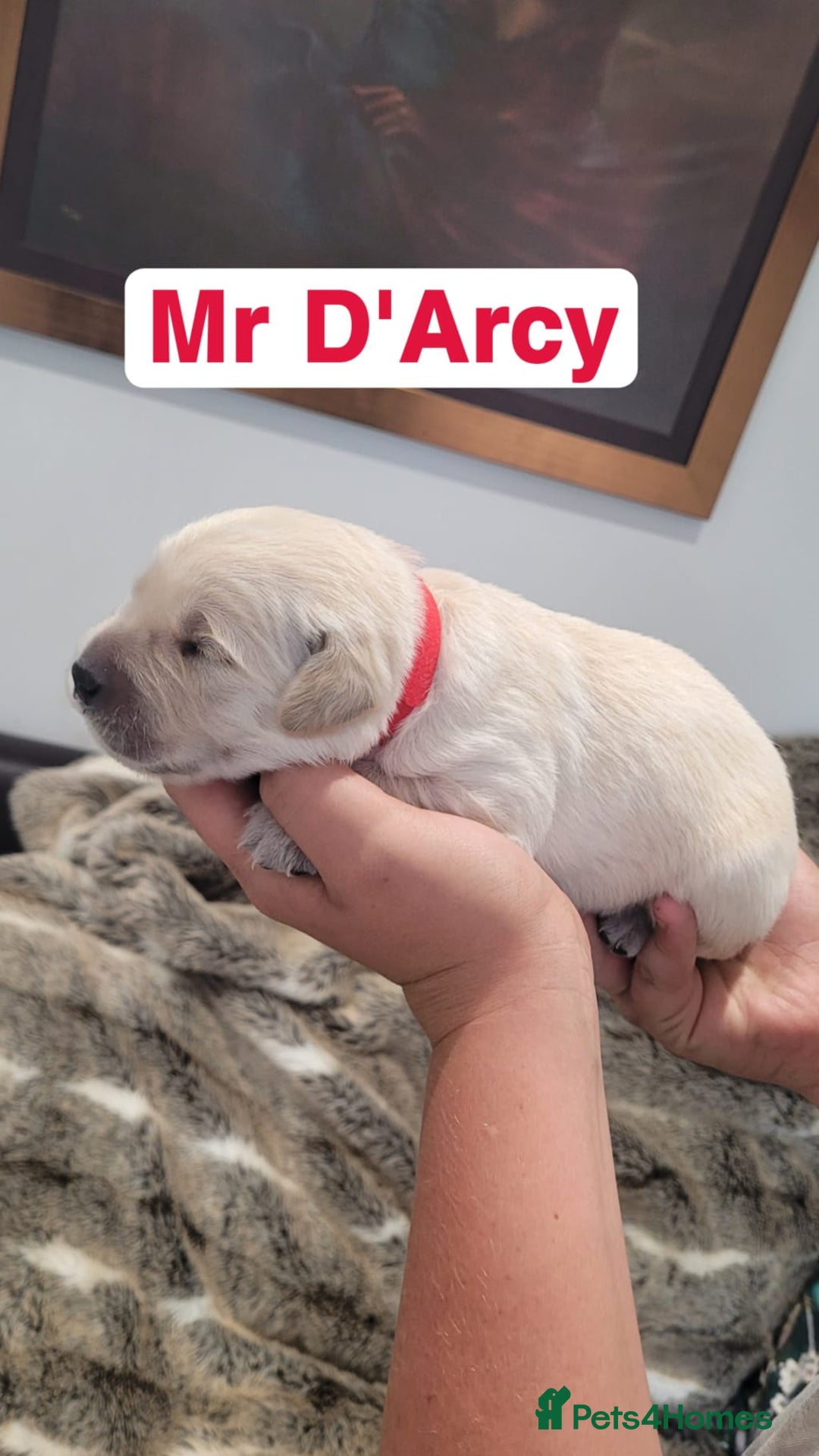 Golden Retriever dogs for sale: Golden Retriever Pups – First Class Homes Wanted - Image 23
