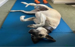 Mixed Breed dogs for sale: Bedlington terrier whippetXwhippet puppies - Image 9