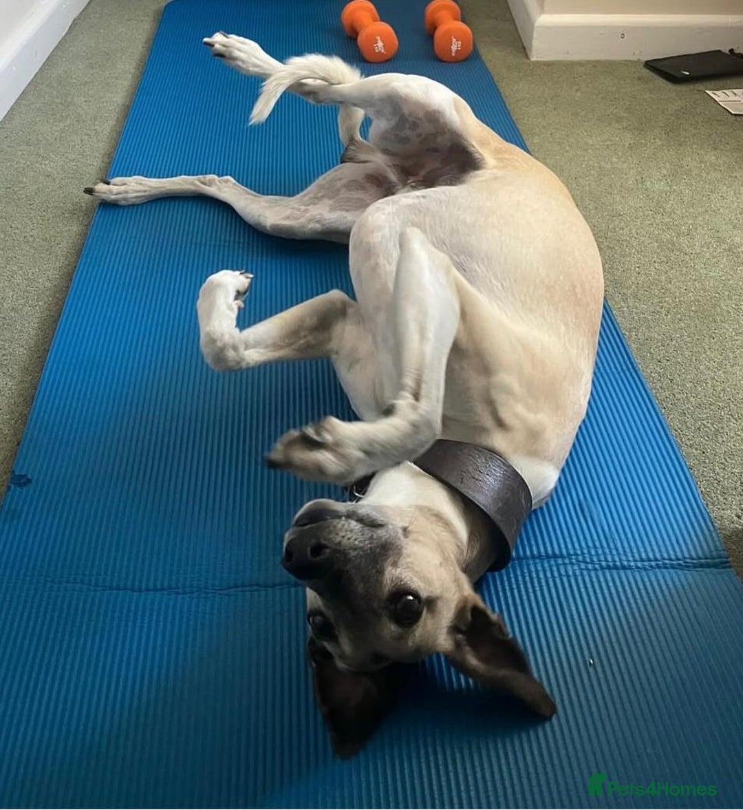 Mixed Breed dogs for sale: Bedlington terrier whippetXwhippet puppies - Image 9