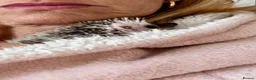 Pygmy Hedgehog rodents for sale: Male African Pygmy hedgehog (set up separate)  - Advert 4