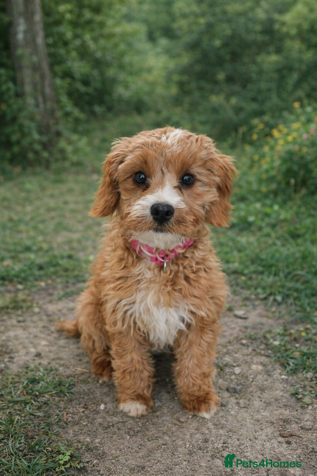 Cavapoo dogs for sale: Cavapoo Puppies FB1 - Advert 3