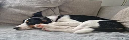 Sprollie dogs for sale: Luna the sprollie  - Advert 6