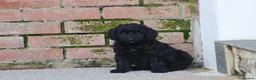 Cockapoo dogs for sale: Beautiful Cockapoo puppies for sale  - Advert 15