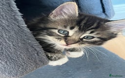 Domestic Shorthair cats for sale: 5 kittens on sale - Image 10
