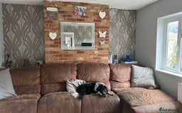 Border Collie dogs for sale: Ginny - Image 1