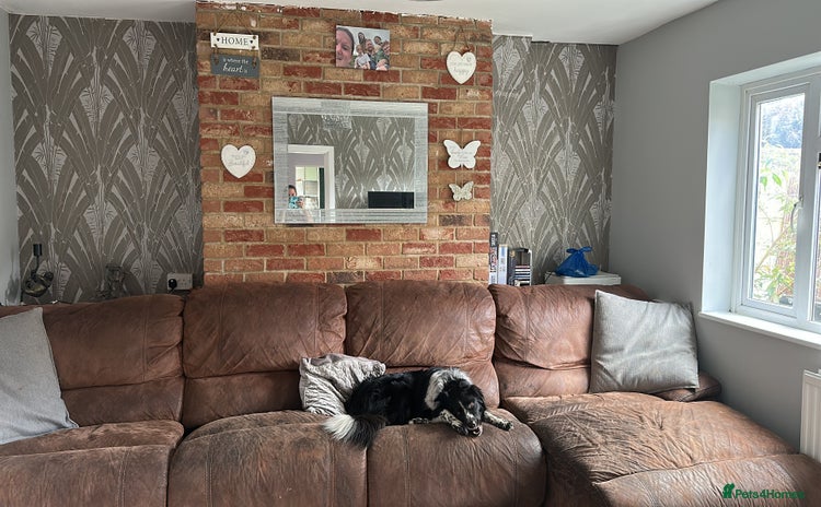 Border Collie dogs - Advert 1