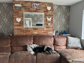 Border Collie dogs for sale - Advert 1