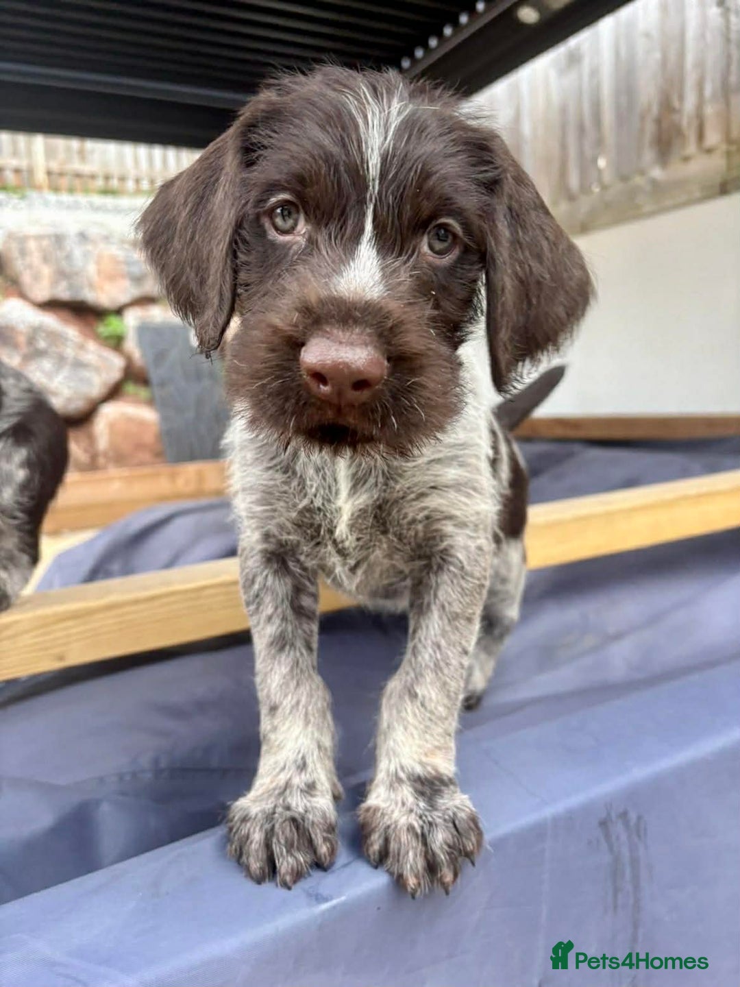 German Wirehaired Pointer dogs for sale: KC registered German Wirehaired Pointers - Advert 8