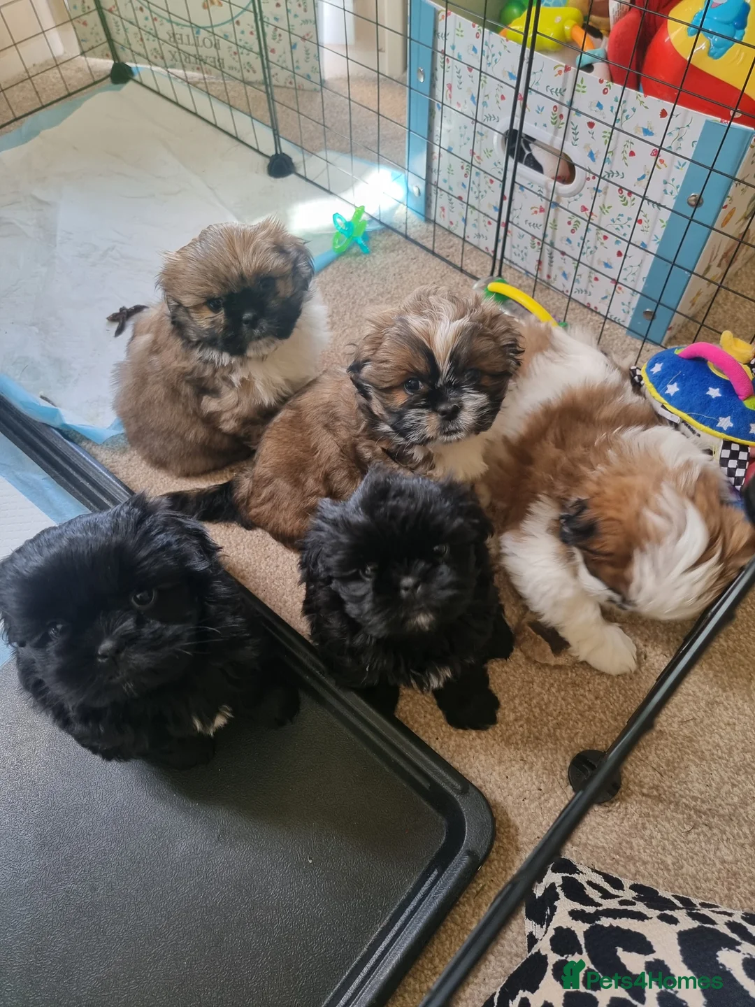 Shih Tzu dogs for sale: Shih tzu - Advert 3