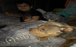 American Bully dogs for sale: Female Pocket Bully  - Image 3