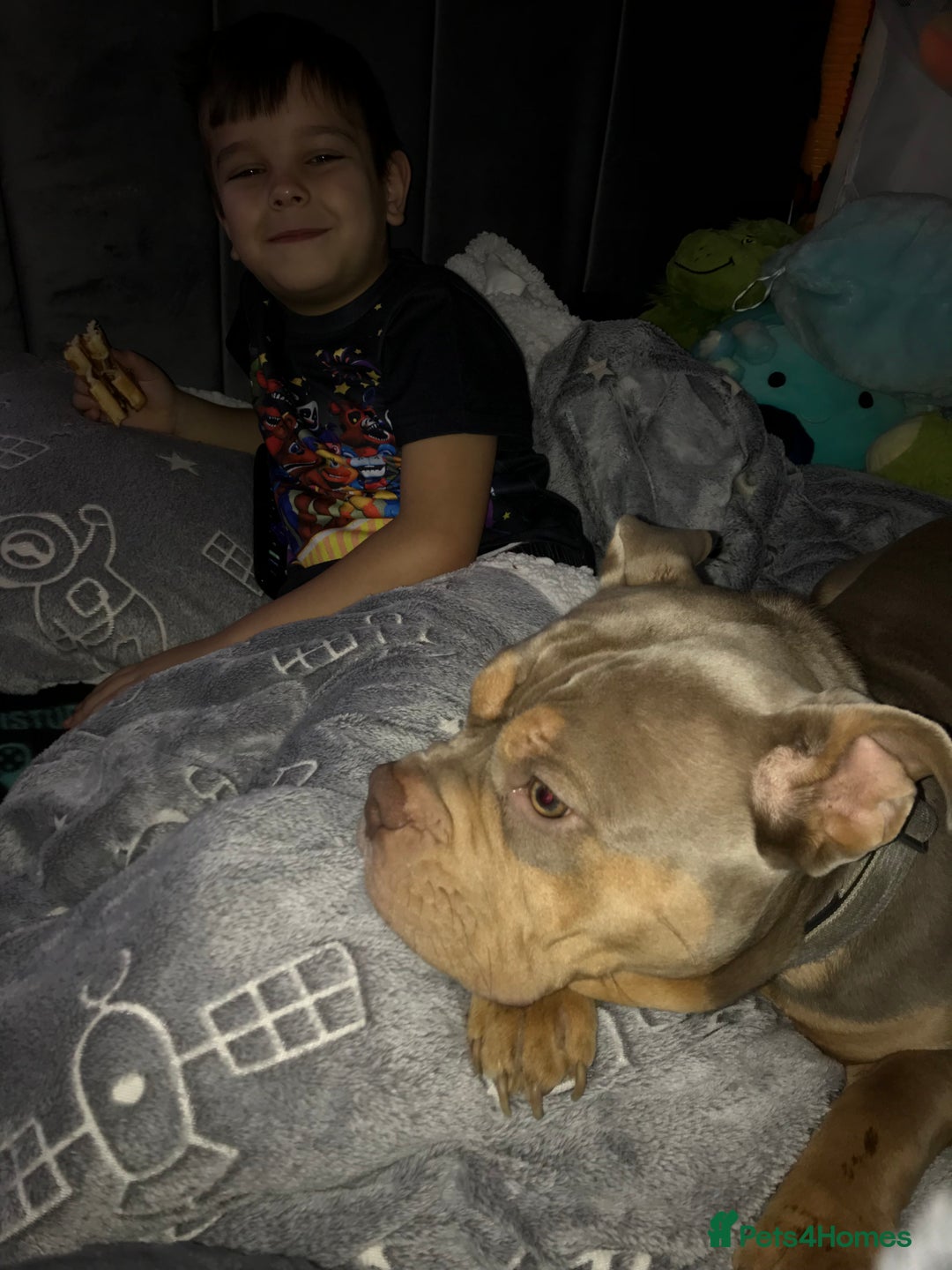 American Bully dogs for sale: Female Pocket Bully  - Image 3