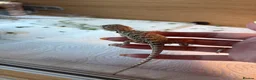 Bearded Dragon reptiles for sale: Baby bearded dragons  - Advert 6
