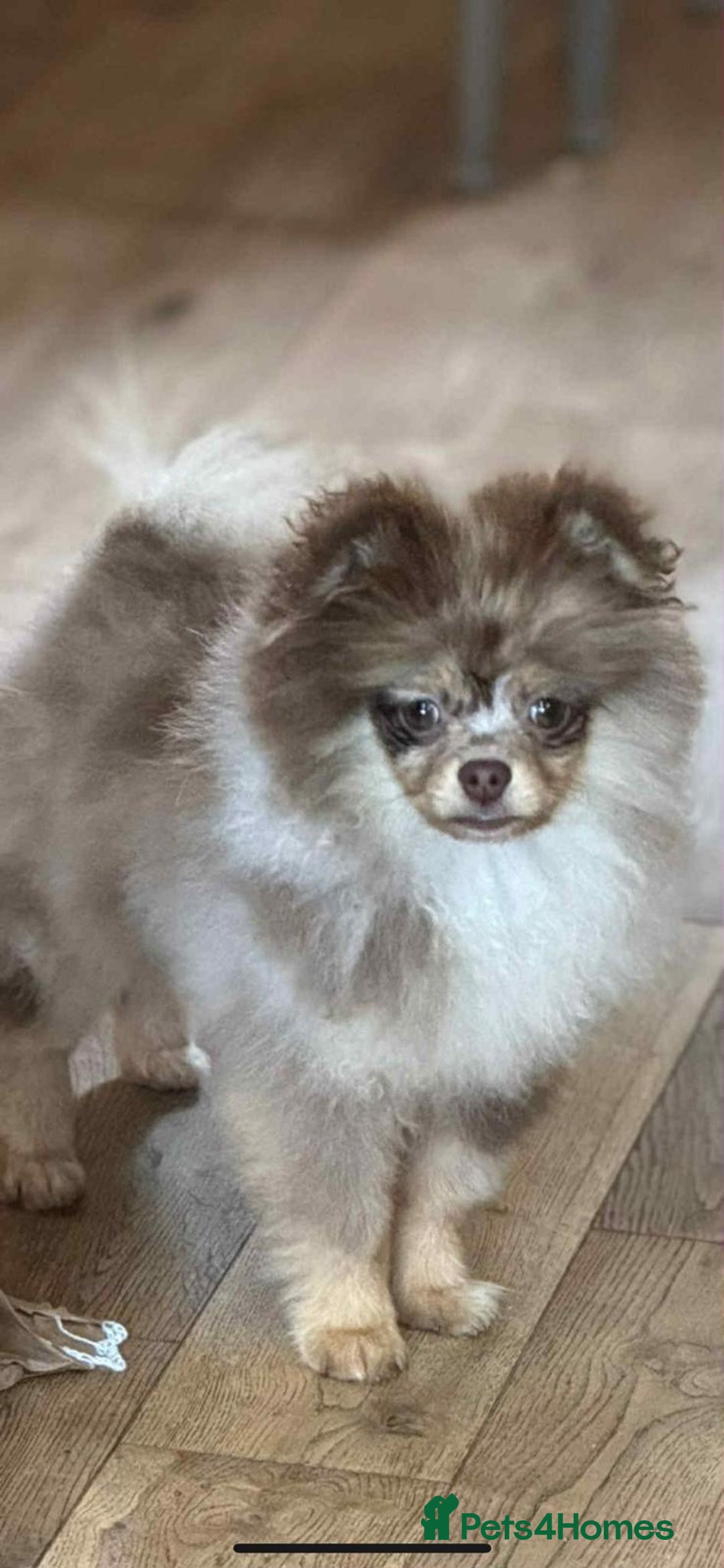 Pomeranian dogs for sale: Outstanding Tiny Pomeranian Puppies - Image 13