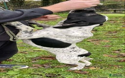 Mixed Breed dogs for adoption: Zara needs a loving home  - Advert 10