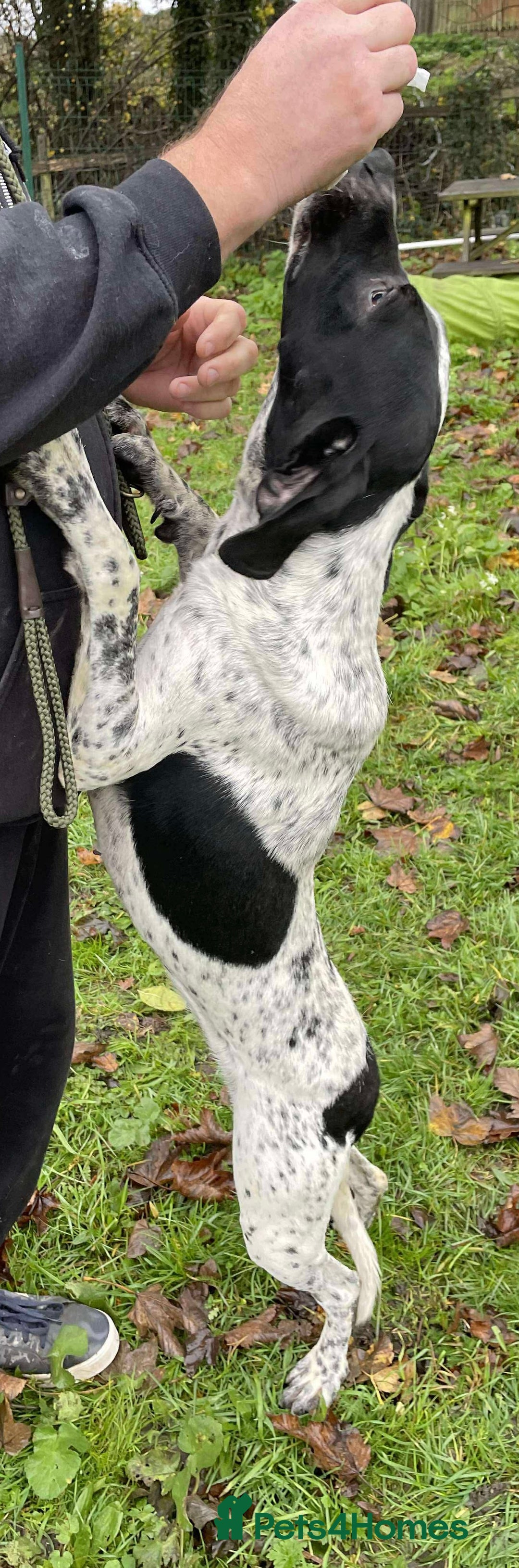 Mixed Breed dogs for adoption: Zara needs a loving home  - Advert 10