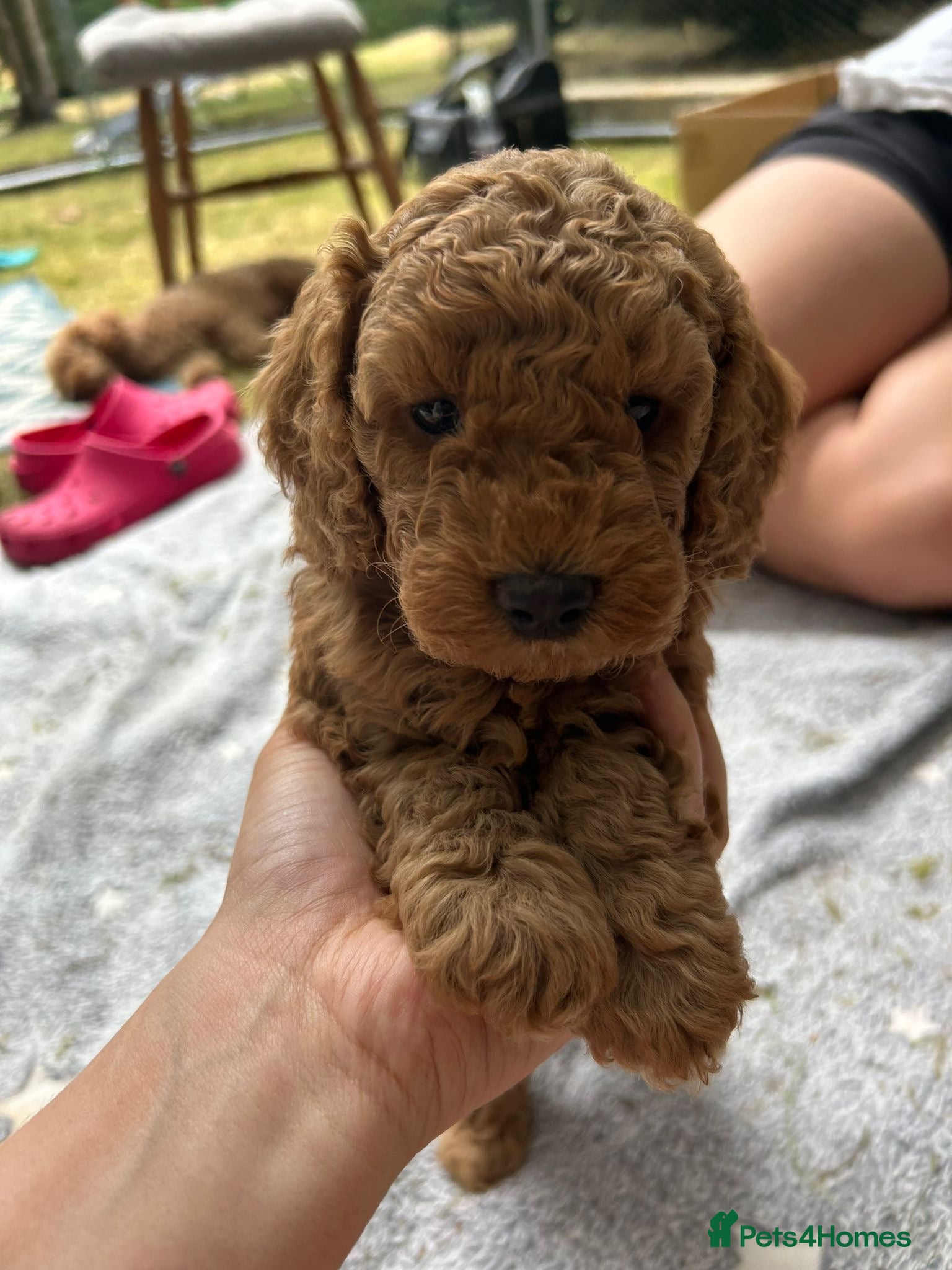mini red poodle puppies for sale