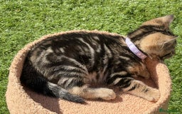 Bengal cats for sale: Bengal Cloud kittens / Maine coon - Image 1
