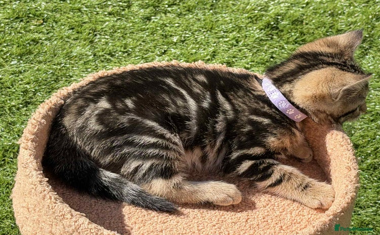 Bengal cats - Advert 10