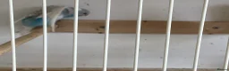 Budgerigars birds for sale: Baby budgies  - Advert 7