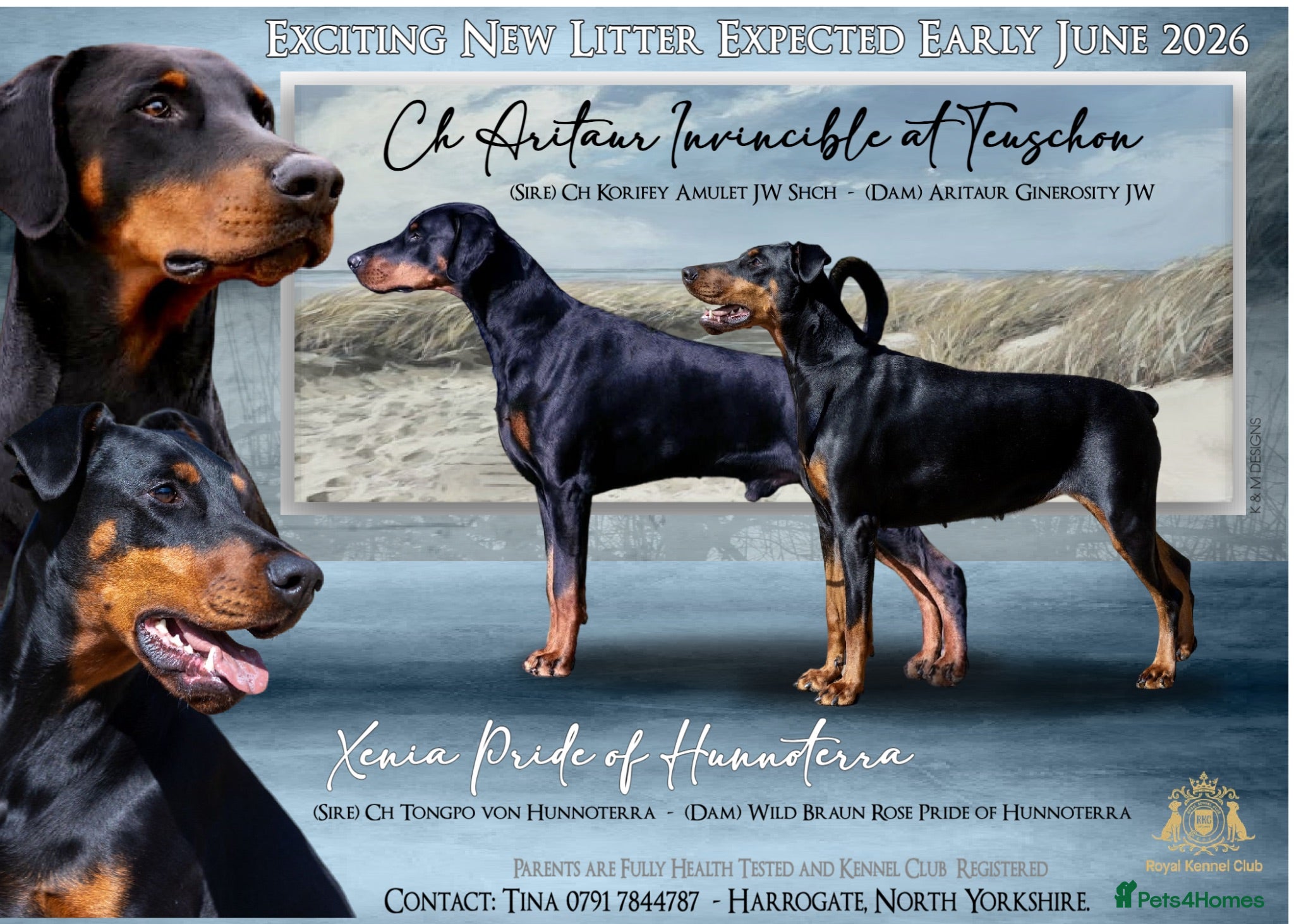 Dobermann dogs Outstanding KC Reg Dobermann Pups Rust and Black  - Advert 2