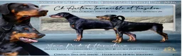 Dobermann dogs for sale: Outstanding KC Reg Dobermann Pups Rust and Black  - Advert 2