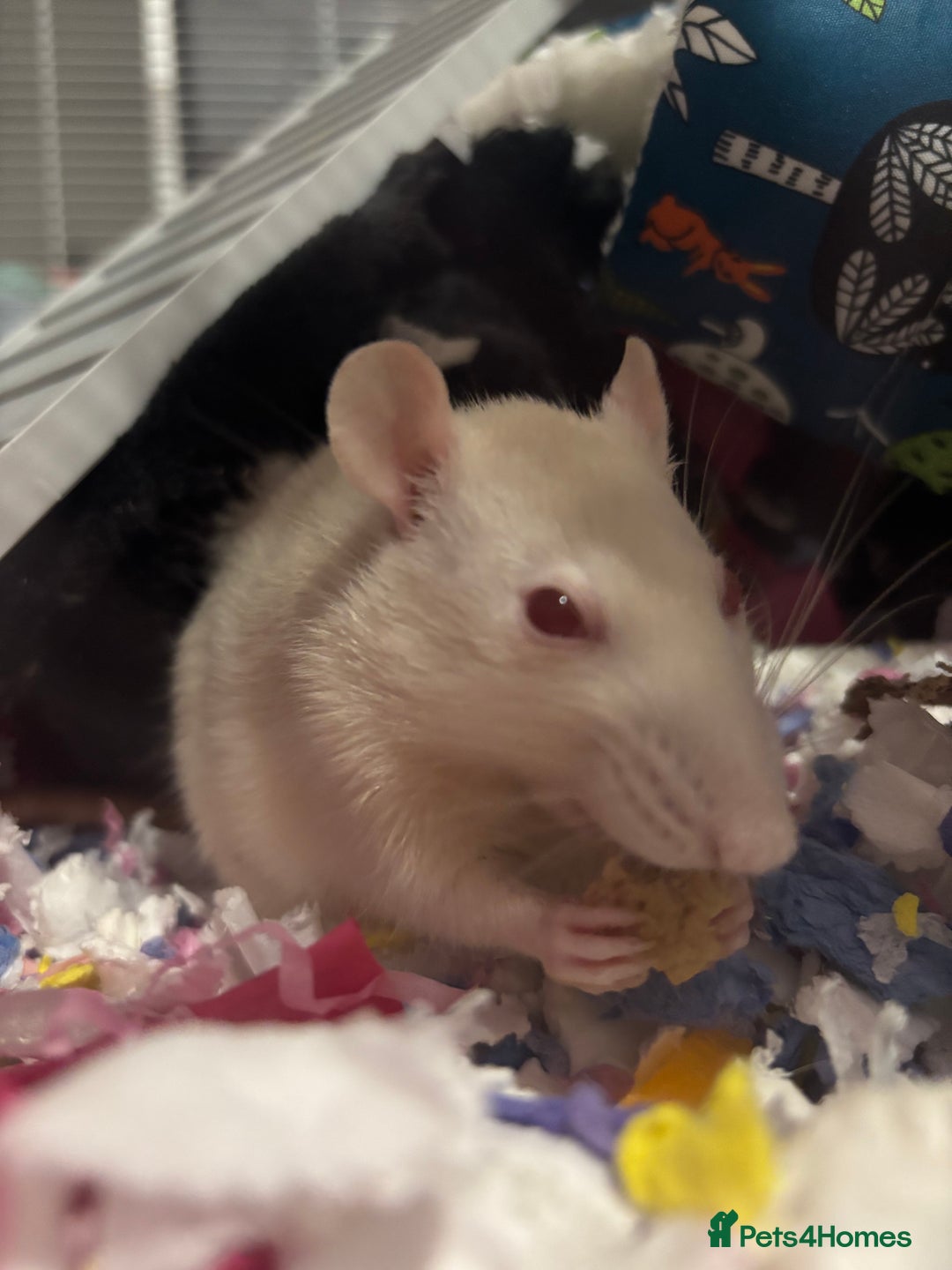 Rat rodents for sale: 3 FEMALE RATS + CAGE - Advert 18