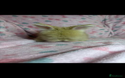 Angora rabbits for sale: Gorgeous fluffy little angora baby bunnies - Image 9