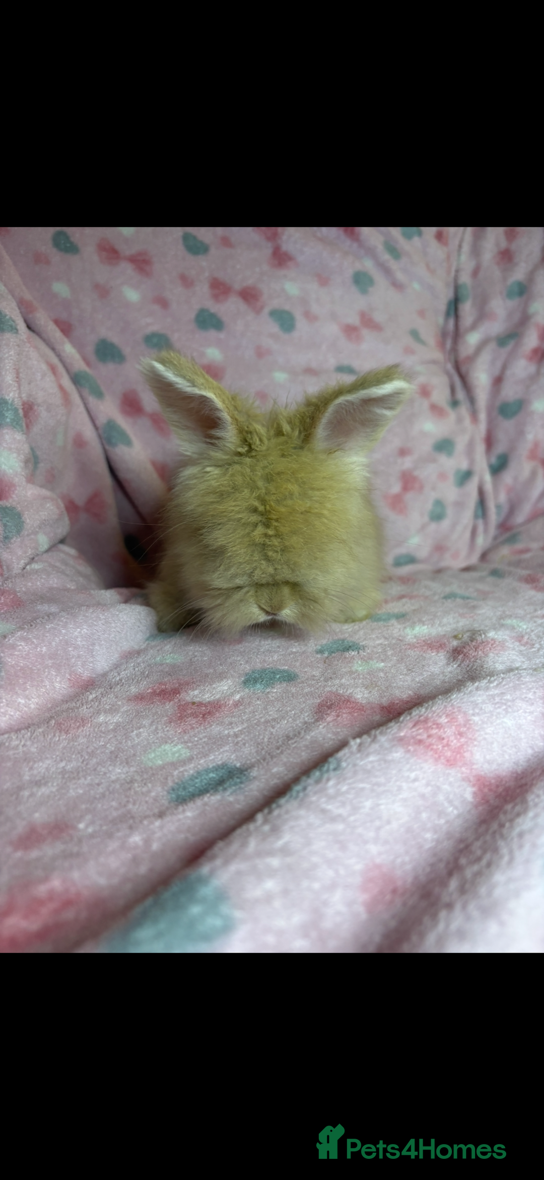 Angora rabbits for sale: Gorgeous fluffy little angora baby bunnies - Image 9